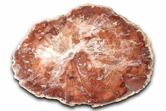 Polished Petrified Wood (Araucaria) Round - Madagascar #344696